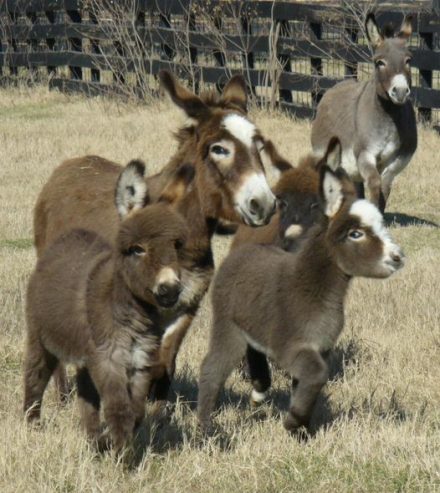 Mini cows and donkeys for sell